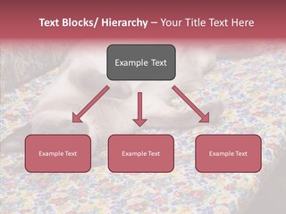 Pet Breed Blue PowerPoint Template