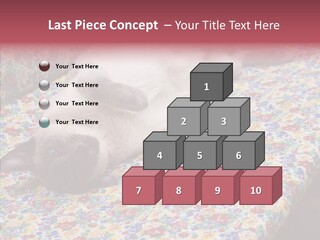 Pet Breed Blue PowerPoint Template