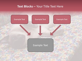 Pet Breed Blue PowerPoint Template