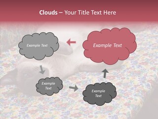 Pet Breed Blue PowerPoint Template