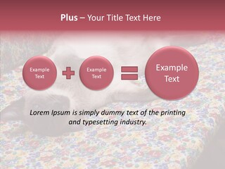 Pet Breed Blue PowerPoint Template