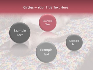 Pet Breed Blue PowerPoint Template