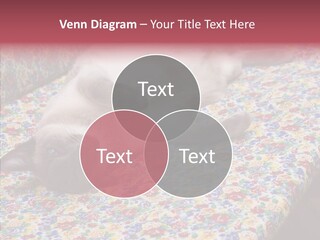 Pet Breed Blue PowerPoint Template