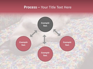 Pet Breed Blue PowerPoint Template