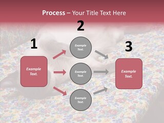 Pet Breed Blue PowerPoint Template