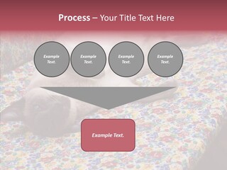 Pet Breed Blue PowerPoint Template