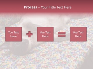 Pet Breed Blue PowerPoint Template