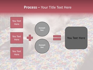 Pet Breed Blue PowerPoint Template