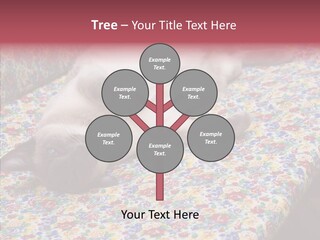 Pet Breed Blue PowerPoint Template