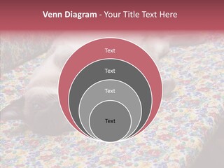 Pet Breed Blue PowerPoint Template