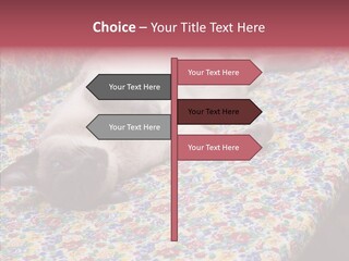 Pet Breed Blue PowerPoint Template