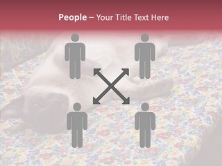 Pet Breed Blue PowerPoint Template