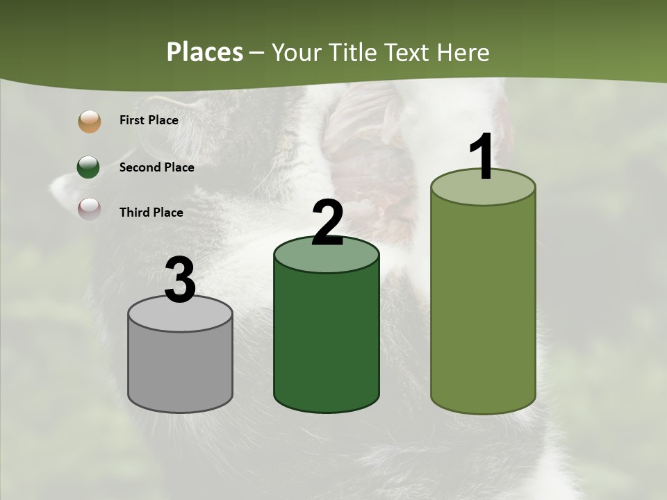 Animal Fresh Raw PowerPoint Template