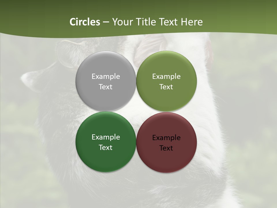 Animal Fresh Raw PowerPoint Template