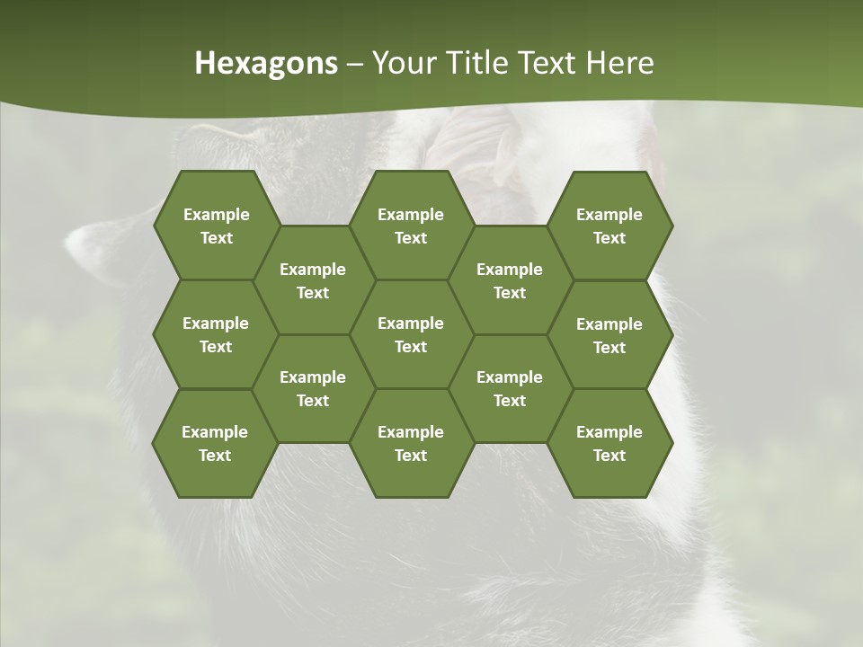 Animal Fresh Raw PowerPoint Template