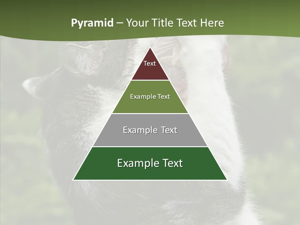 Animal Fresh Raw PowerPoint Template