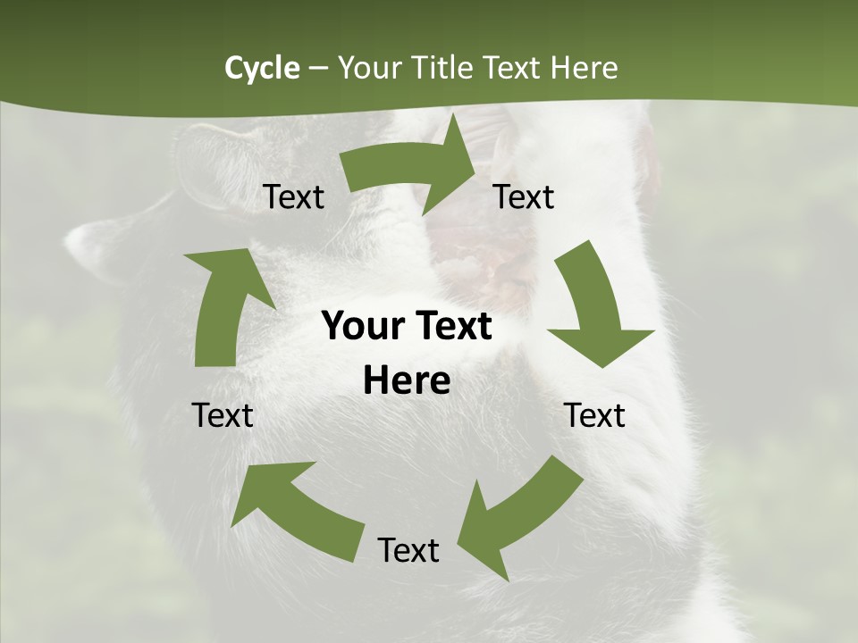 Animal Fresh Raw PowerPoint Template