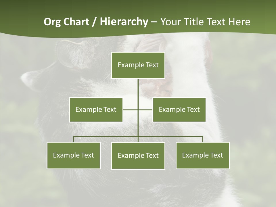 Animal Fresh Raw PowerPoint Template