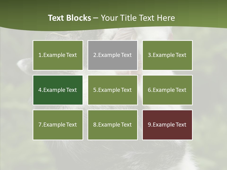 Animal Fresh Raw PowerPoint Template