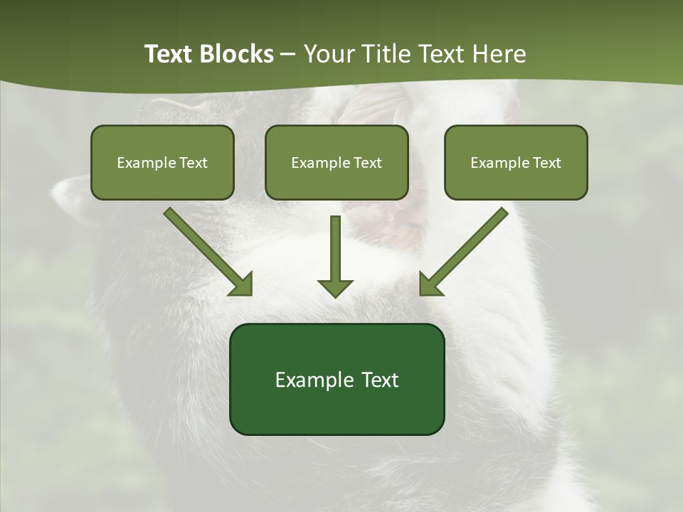 Animal Fresh Raw PowerPoint Template