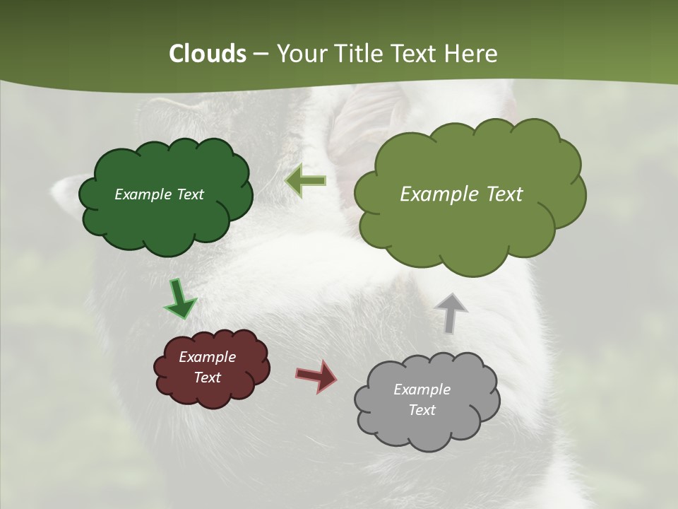 Animal Fresh Raw PowerPoint Template