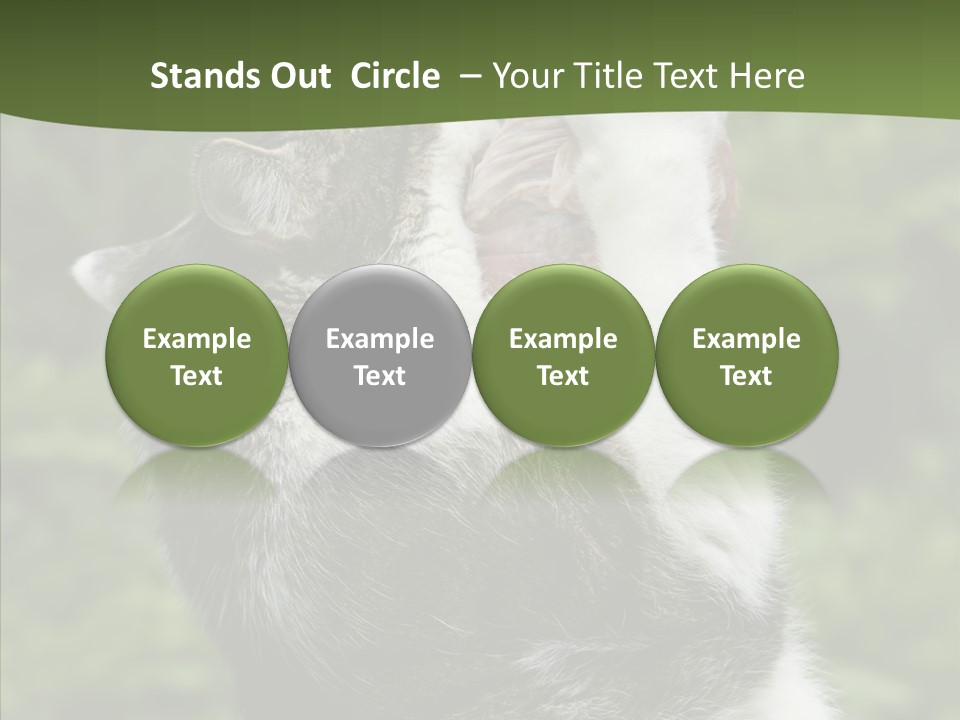 Animal Fresh Raw PowerPoint Template