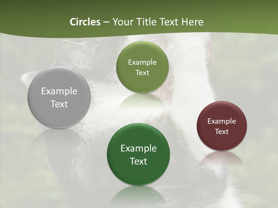 Animal Fresh Raw PowerPoint Template