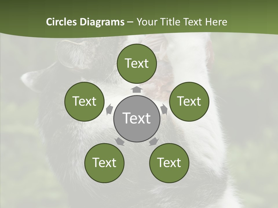 Animal Fresh Raw PowerPoint Template