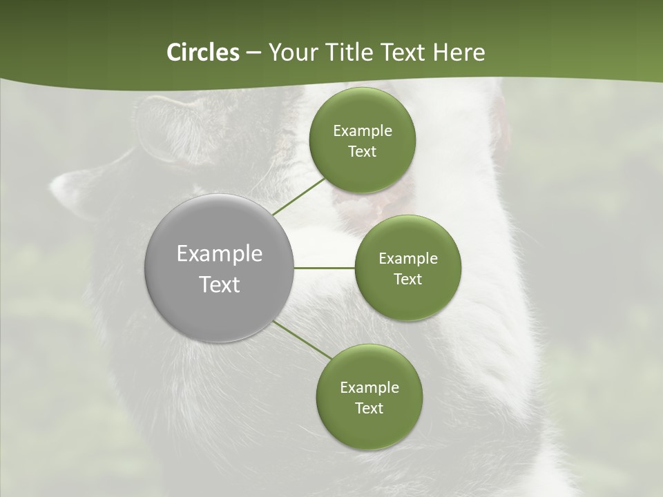 Animal Fresh Raw PowerPoint Template