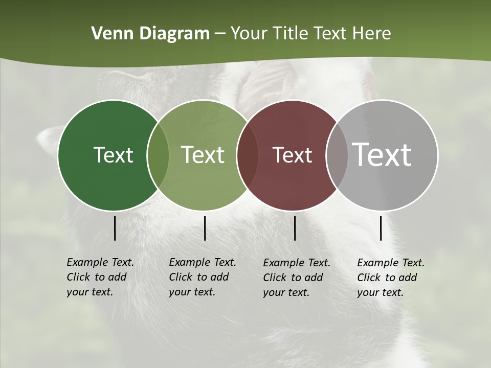 Animal Fresh Raw PowerPoint Template
