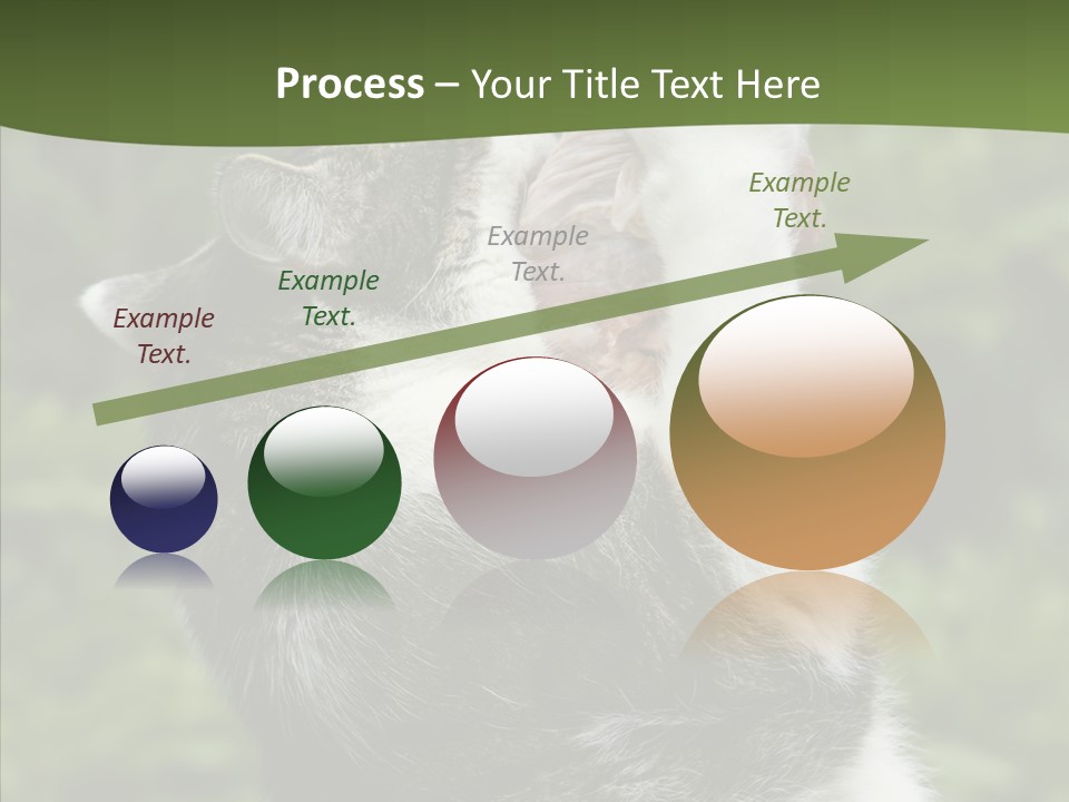 Animal Fresh Raw PowerPoint Template