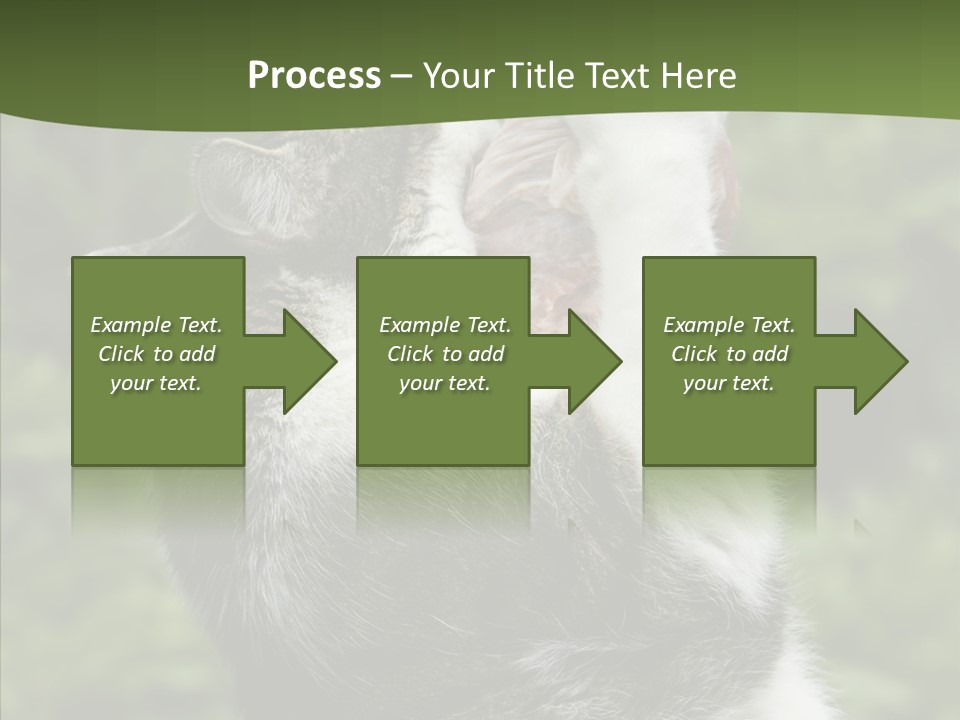 Animal Fresh Raw PowerPoint Template