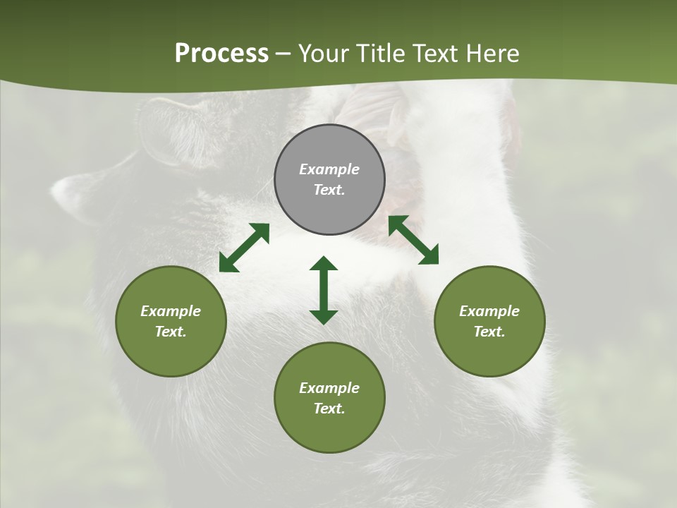 Animal Fresh Raw PowerPoint Template