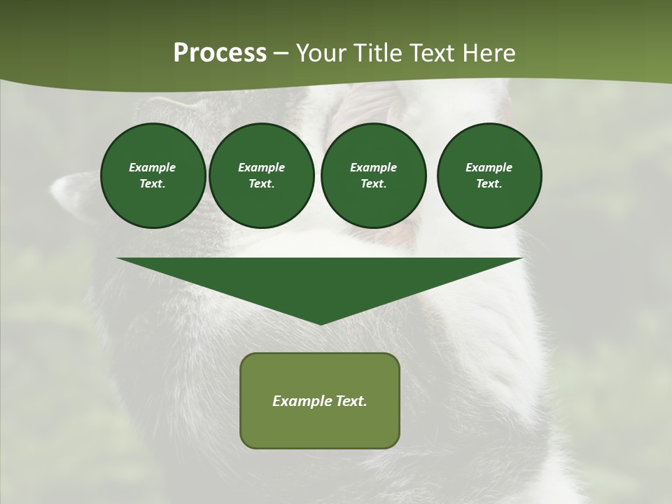 Animal Fresh Raw PowerPoint Template