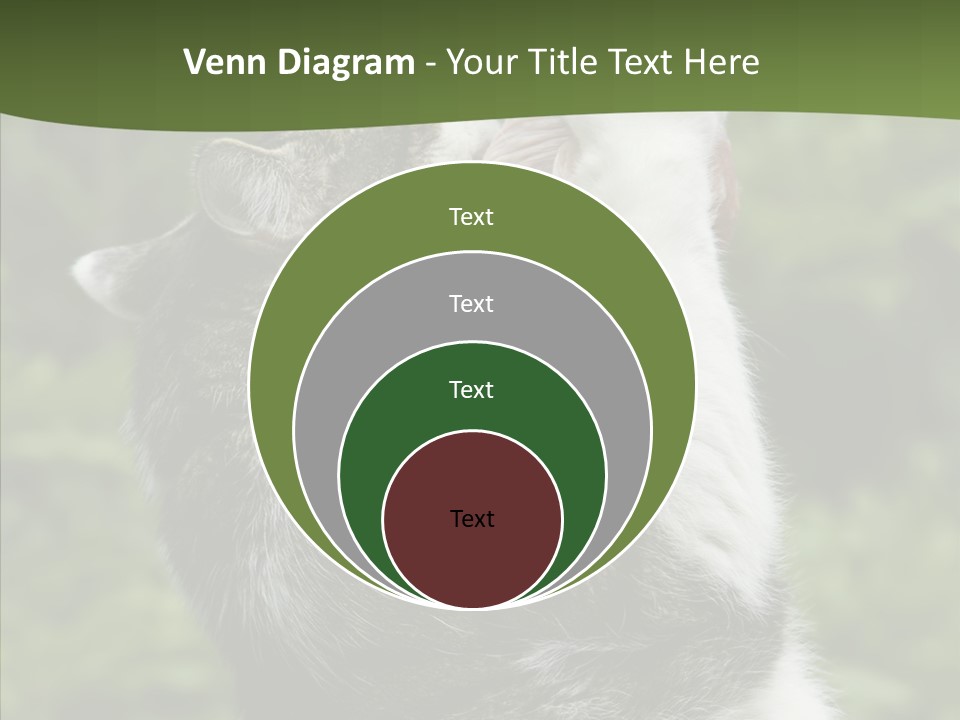 Animal Fresh Raw PowerPoint Template