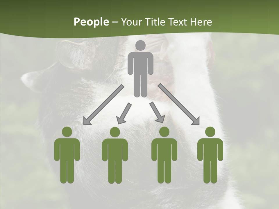 Animal Fresh Raw PowerPoint Template