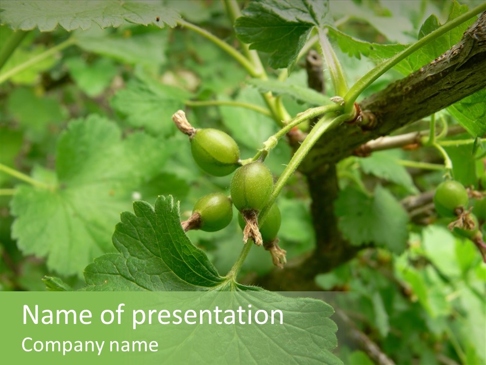 Thorn Unripe Gooseberry PowerPoint Template