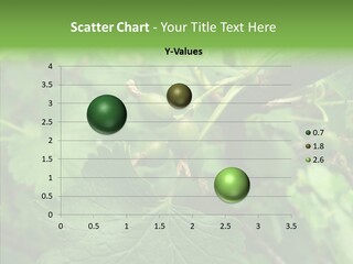 Thorn Unripe Gooseberry PowerPoint Template