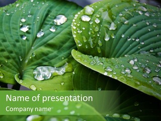 Water Droplets Green PowerPoint Template