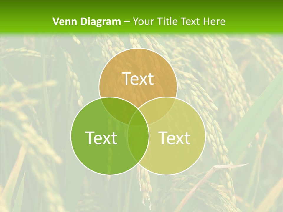 Di Cu Ion Figure Conference PowerPoint Template