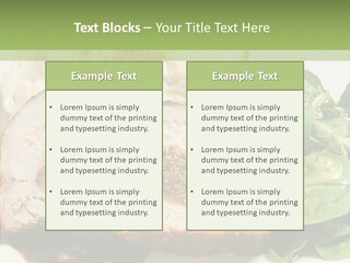 Horseradish Dinner Arugula PowerPoint Template