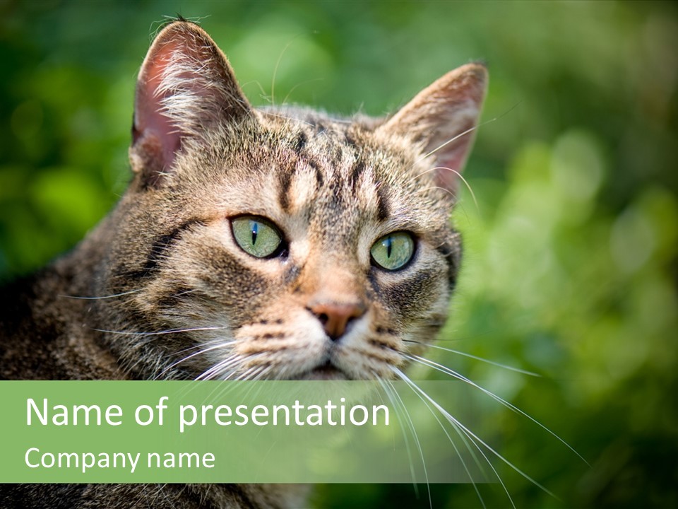 Predator Grass Mammal PowerPoint Template