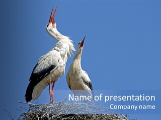 Life Bird Heterosexual PowerPoint Template