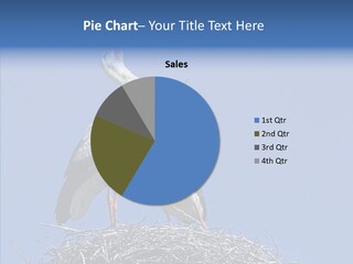 Life Bird Heterosexual PowerPoint Template