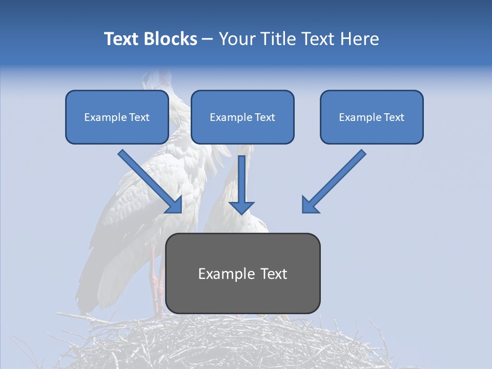 Life Bird Heterosexual PowerPoint Template