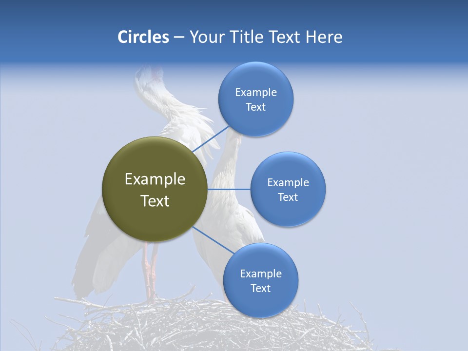 Life Bird Heterosexual PowerPoint Template