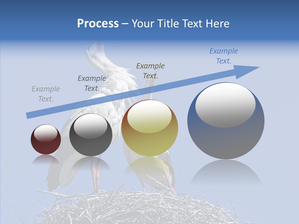 Life Bird Heterosexual PowerPoint Template