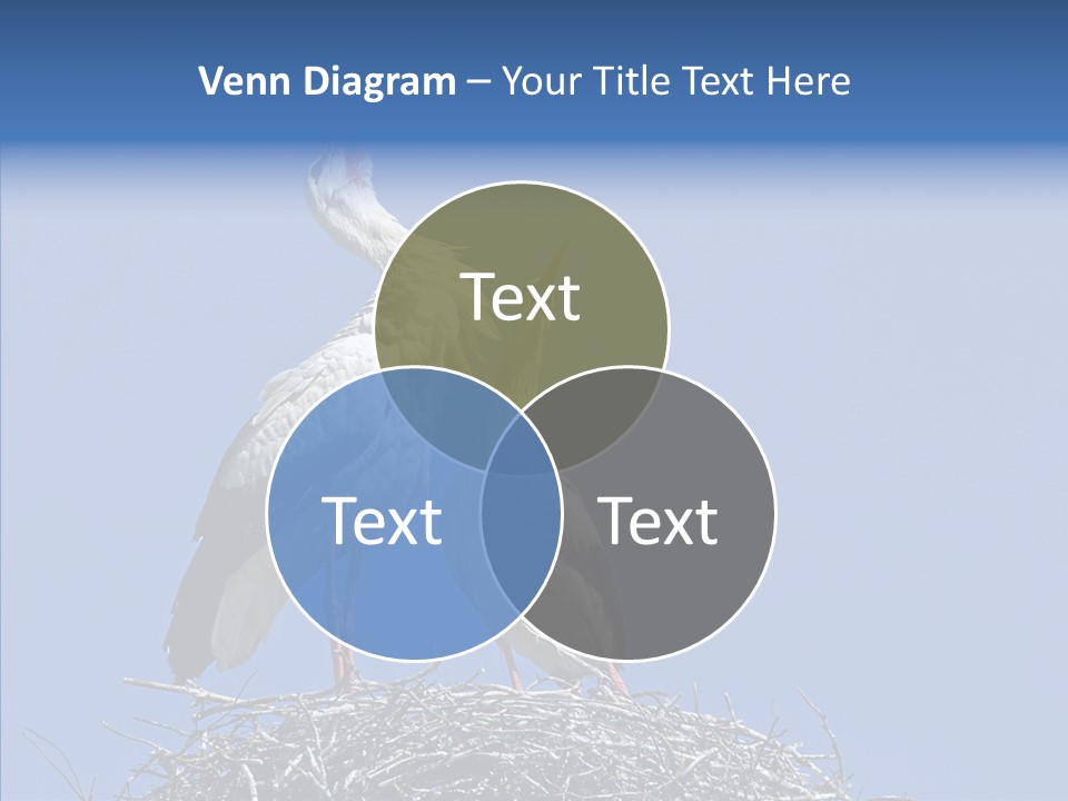 Life Bird Heterosexual PowerPoint Template