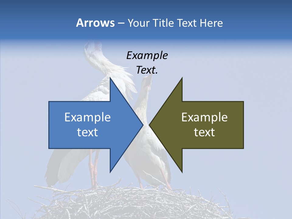 Life Bird Heterosexual PowerPoint Template