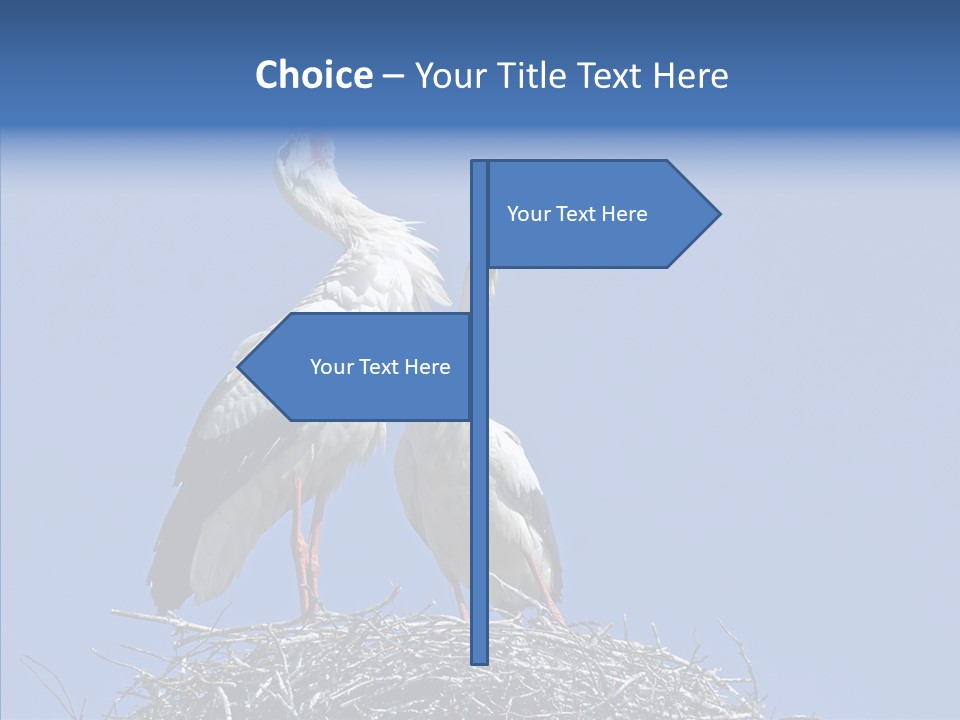 Life Bird Heterosexual PowerPoint Template